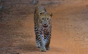 Sri lanka