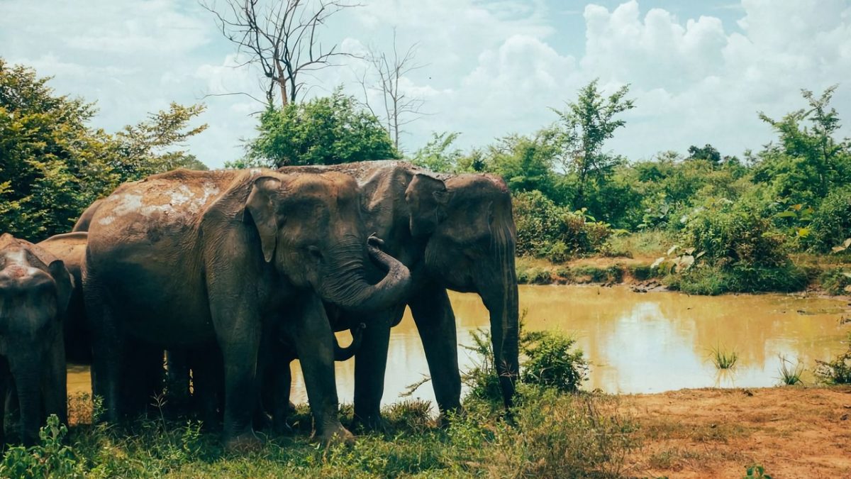 Family-Friendly Travel Guide to Tangalle: Best Beaches, Resorts & Activities