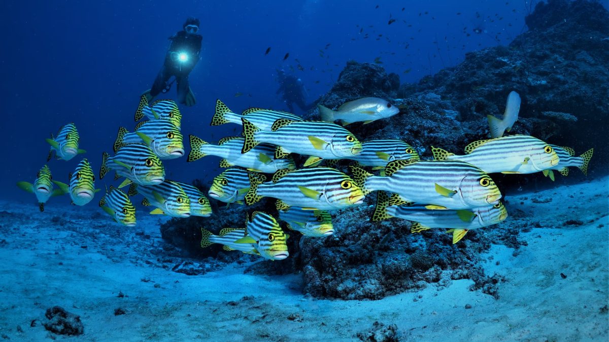Diving in the Maldives