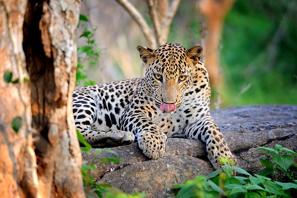 The Ultimate 7-Day Sri Lanka Itinerary