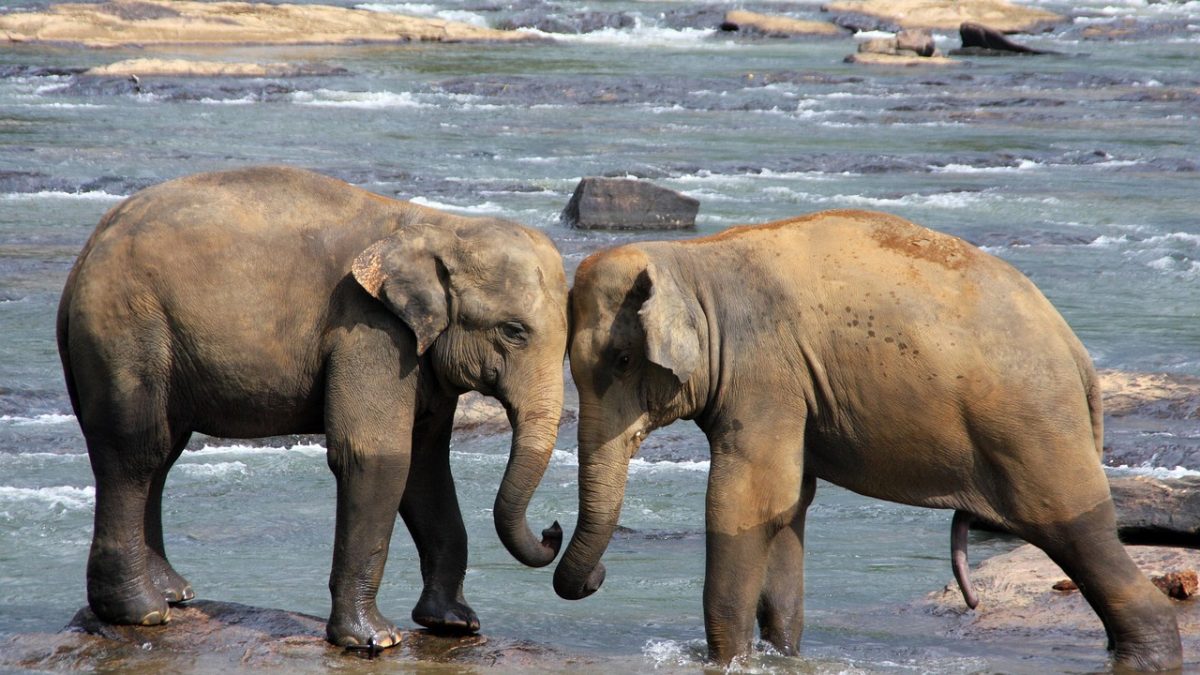 Island Elegance: Where Sri Lankan Heritage and Nature Meet Luxury