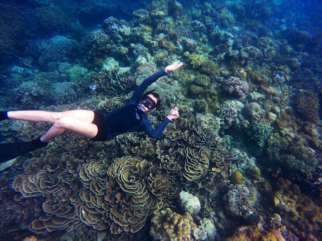 A Guide to Marine Life in the Atolls