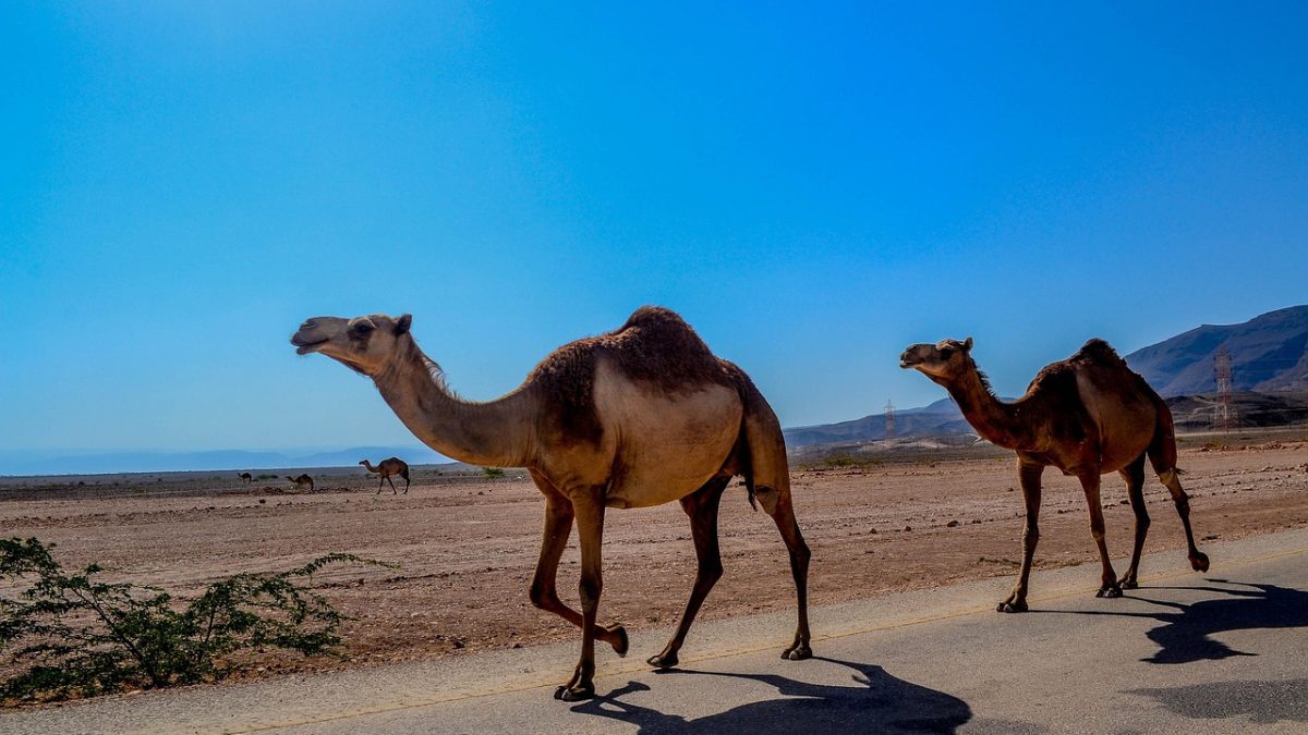 Why Salalah is Oman’s Most Unique Destination: An Intriguing City of Beauty