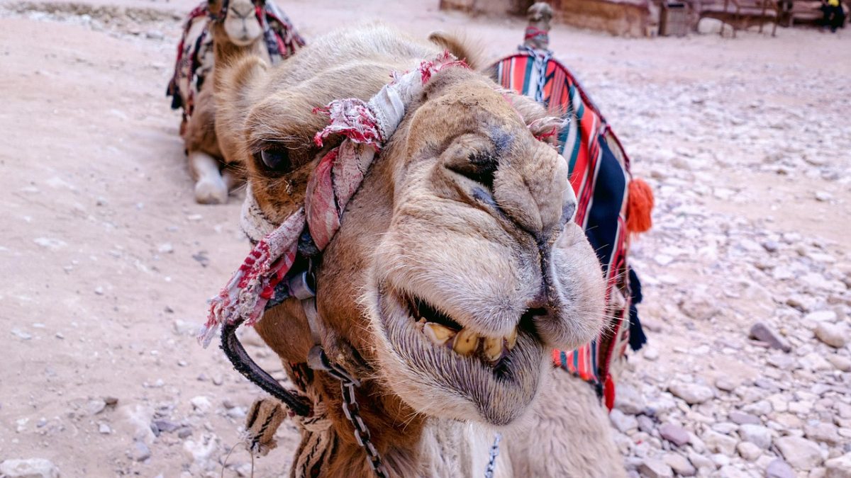 Where Ancient Caravan Trails Whisper After Sunset in Oman’s Desert