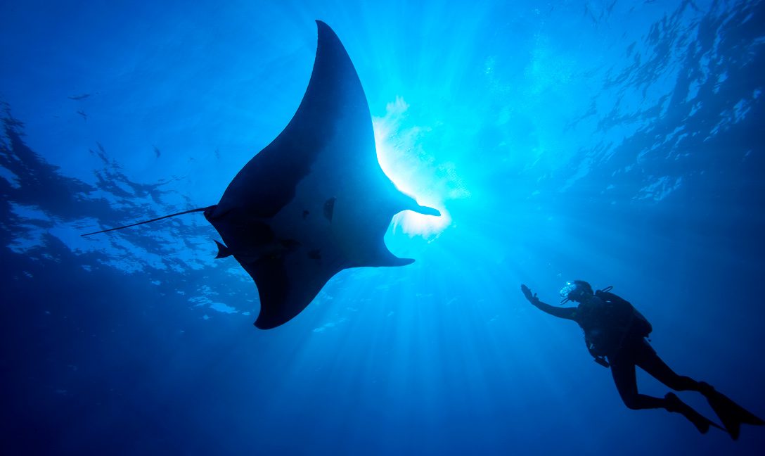 Wings Beneath the Waves