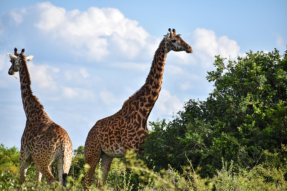 A Guide to Exploring Nairobi in May