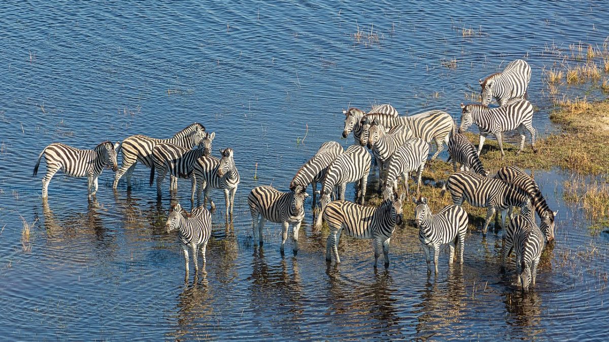 Botswana Offers the Ultimate Solo Adventure