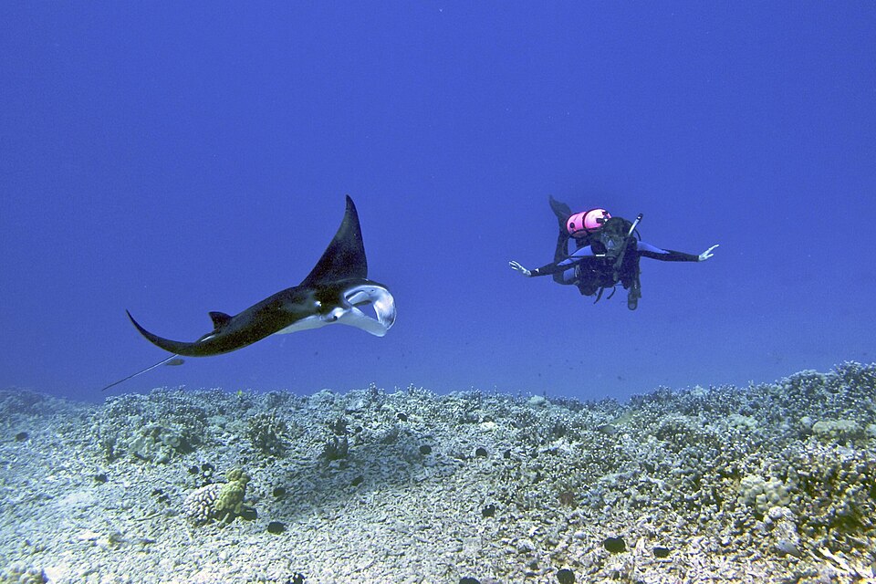 Swimming with Manta Rays – A Bucket-List Maldives Experience
