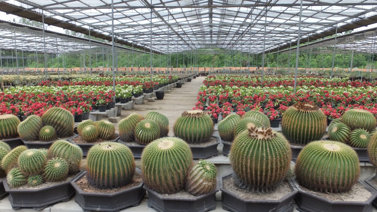 Top Cultural Attractions to Explore in Pattaya
