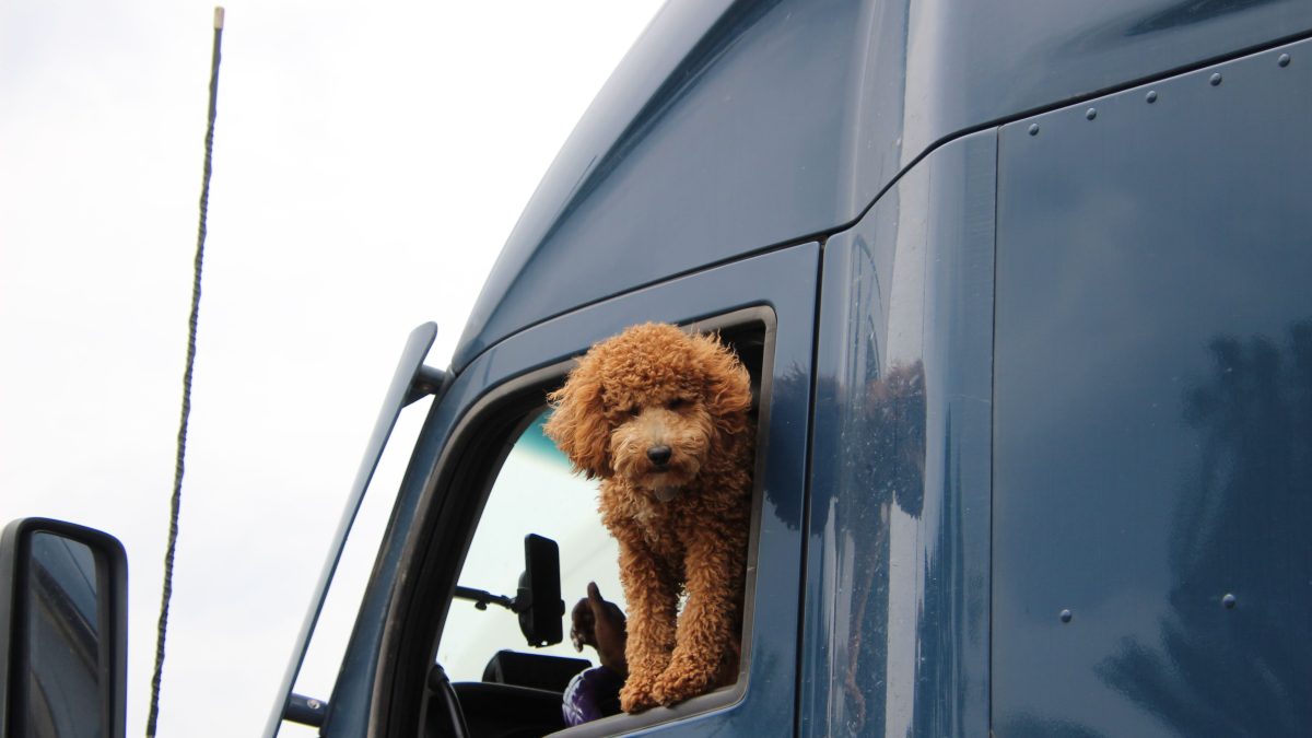 Pet Travel Tips for a Stress-Free Holiday in Pattaya