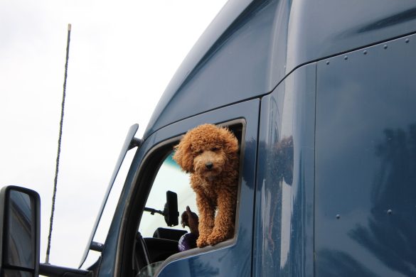 Pet Travel Tips for a Stress-Free Holiday in Pattaya
