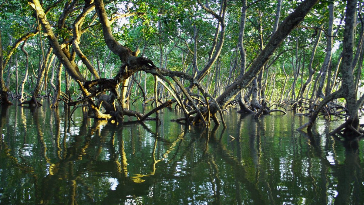 Best Luxury Experiences Around Ras Al Khaimah’s Mangroves