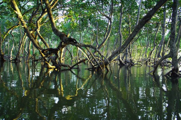 Best Luxury Experiences Around Ras Al Khaimah's Mangroves
