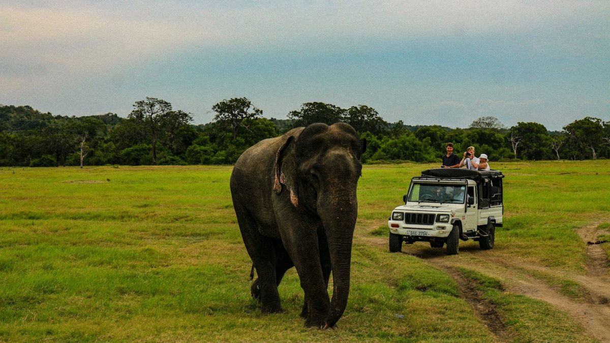 Wildlife of Sri Lanka: A Guide to National Parks and Safari Experiences