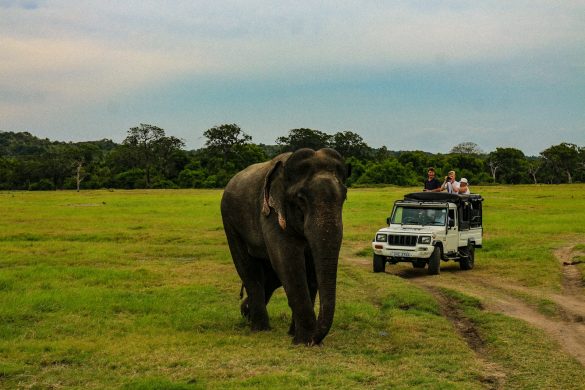 Wildlife of Sri Lanka: A Guide to National Parks and Safari Experiences