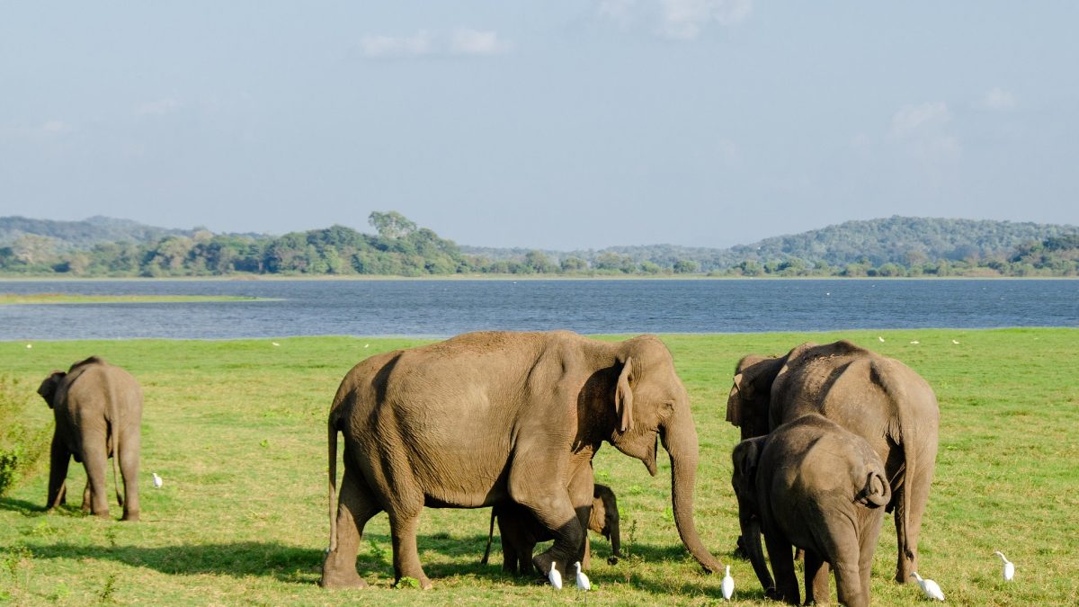 A Quick Guide to Minneriya and Kaudulla Safaris from Sigiriya