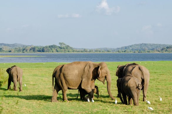 A Quick Guide to Minneriya and Kaudulla Safaris from Sigiriya
